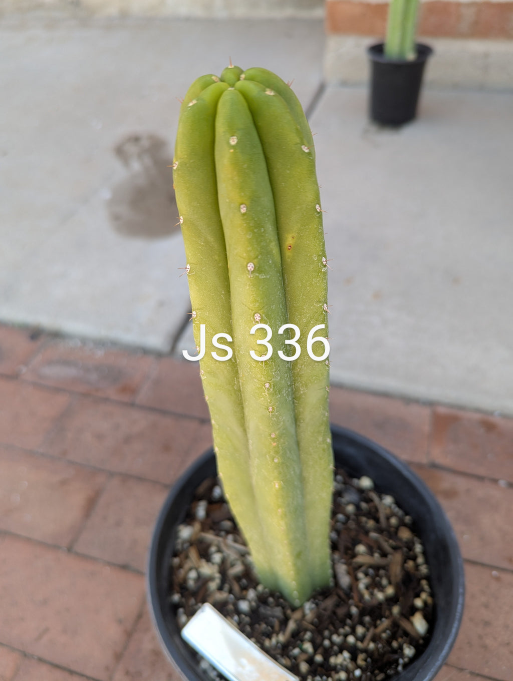 Pachanoi js 336