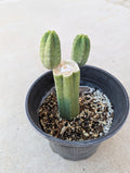 Pachanoi jiimz juul rooted