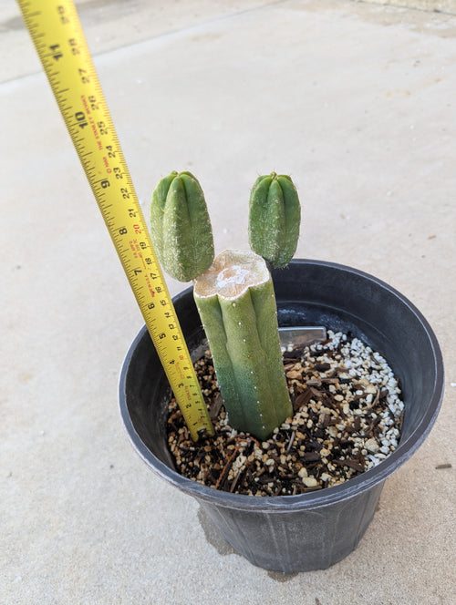 Pachanoi jiimz juul rooted
