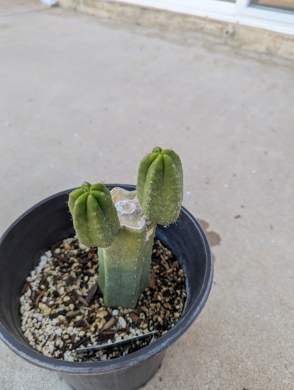 Pachanoi jiimz juul rooted
