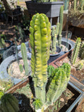 Tpm crested  10" cutting