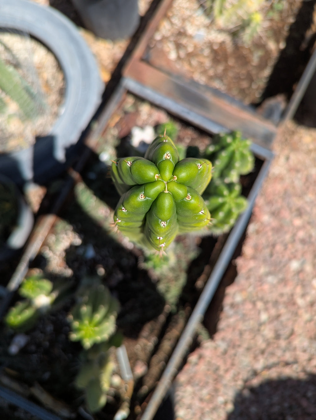 Tpm crested  10" cutting
