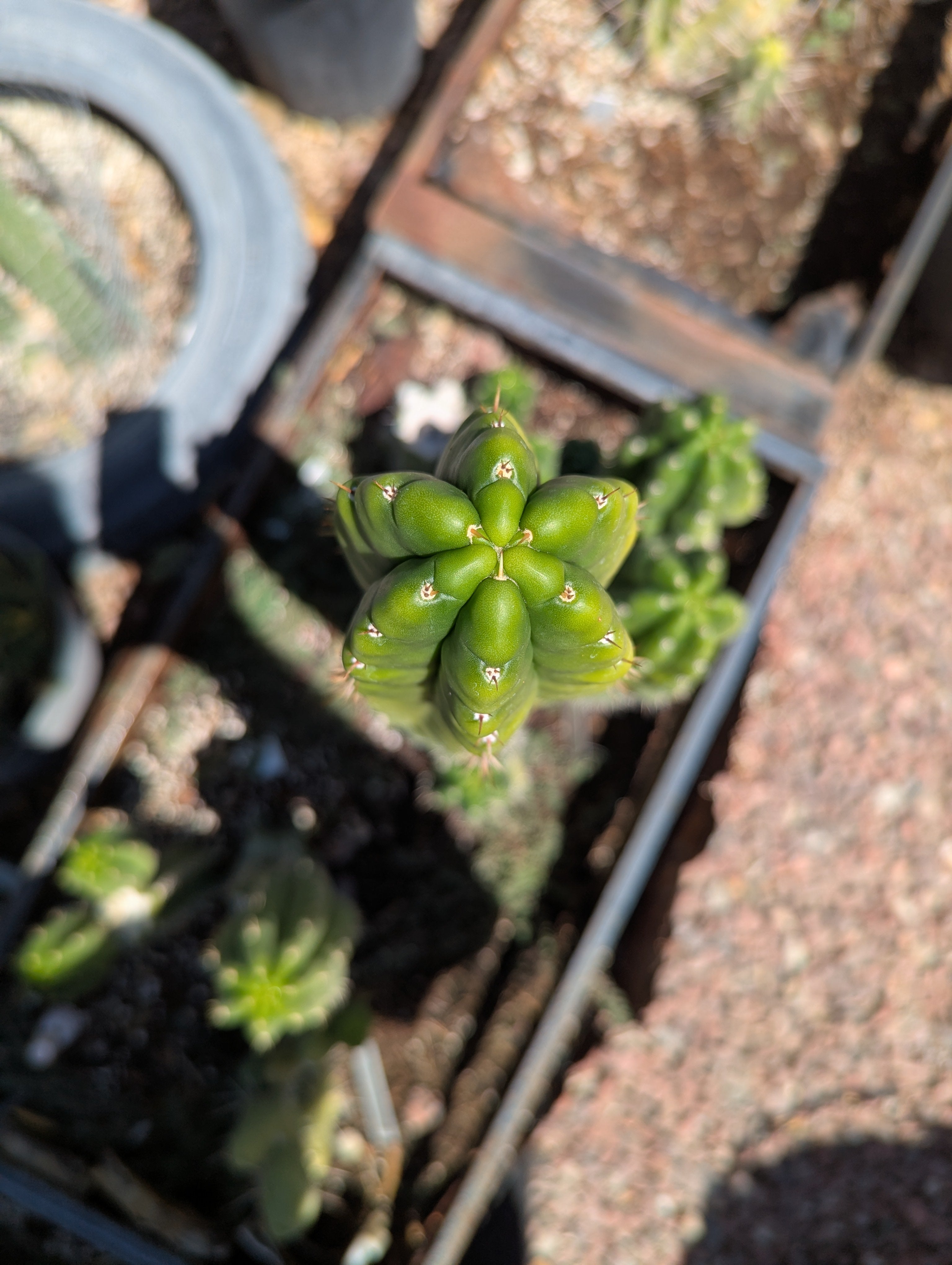 Tpm crested  10" cutting