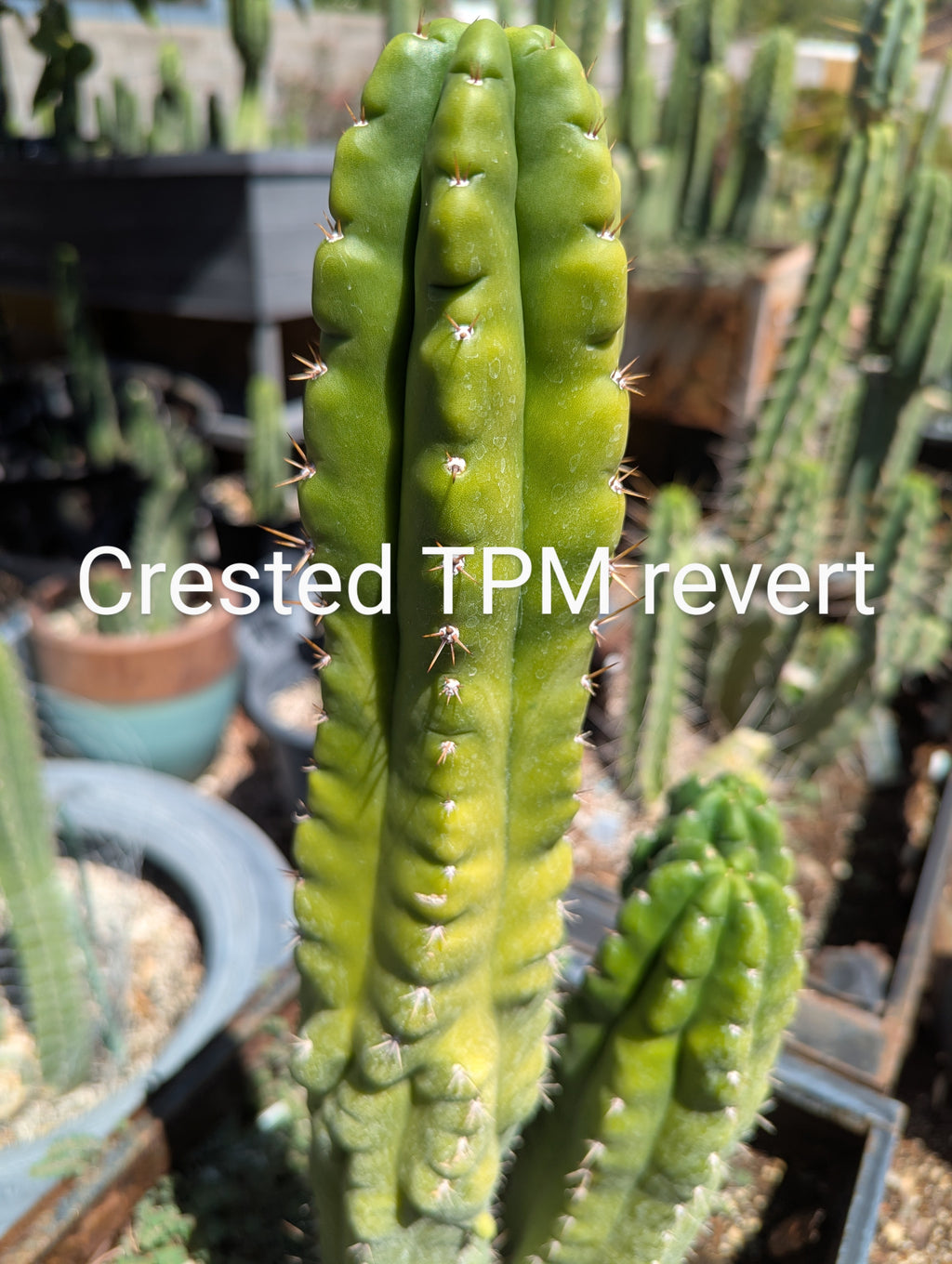 Tpm crested  10" cutting