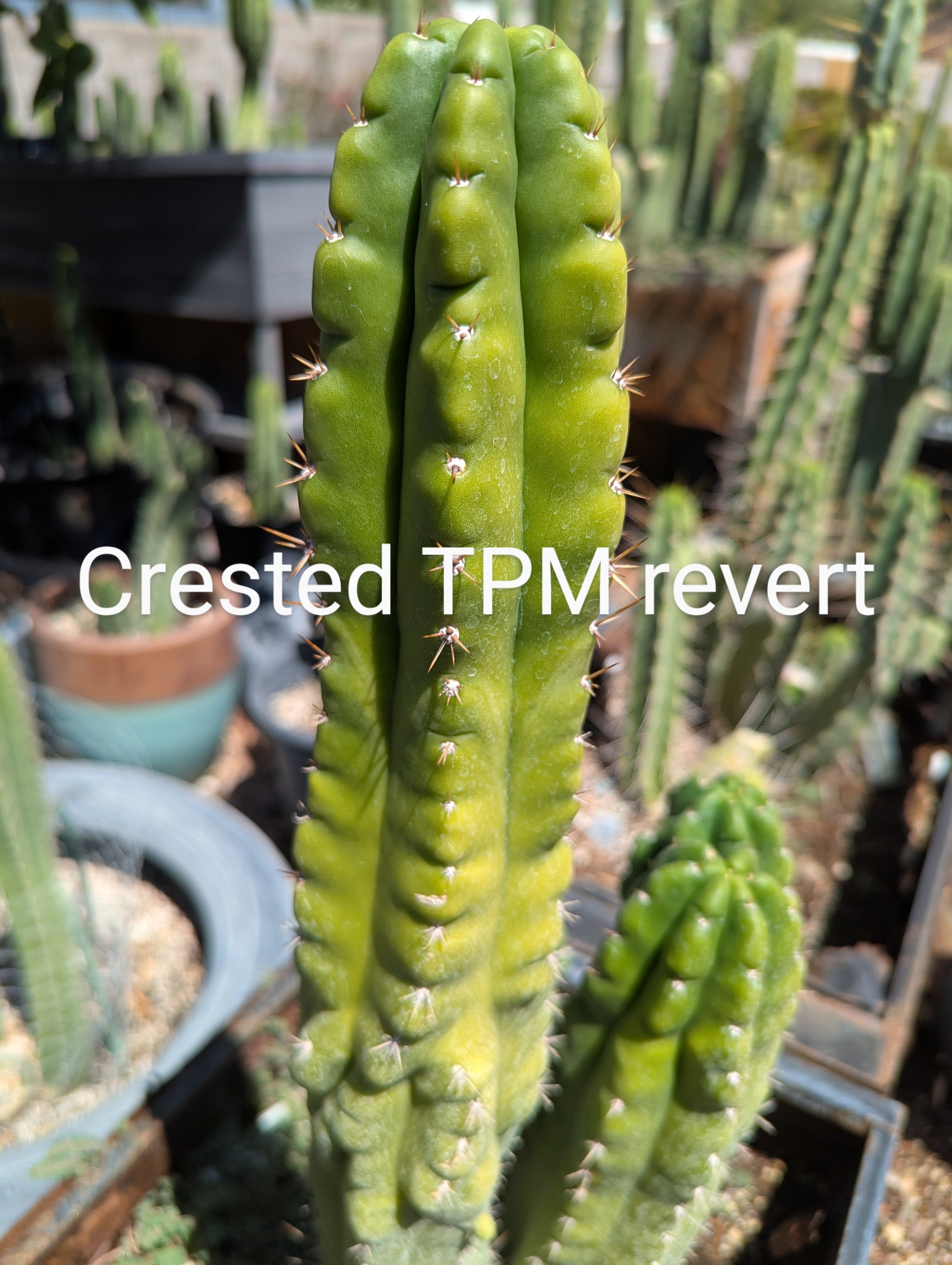 Tpm crested  10" cutting