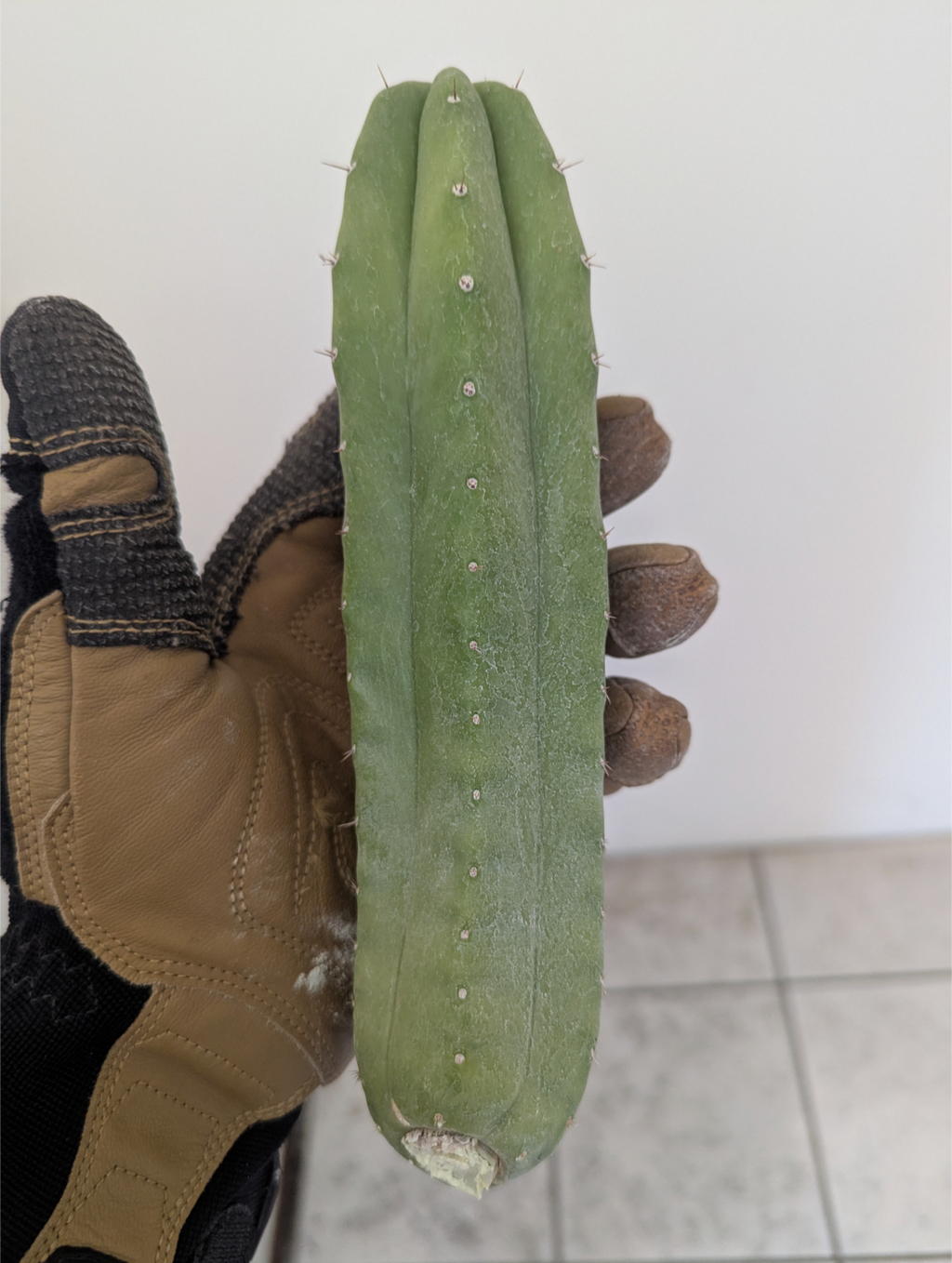 Pachanoi daboarts giant 9" cutting