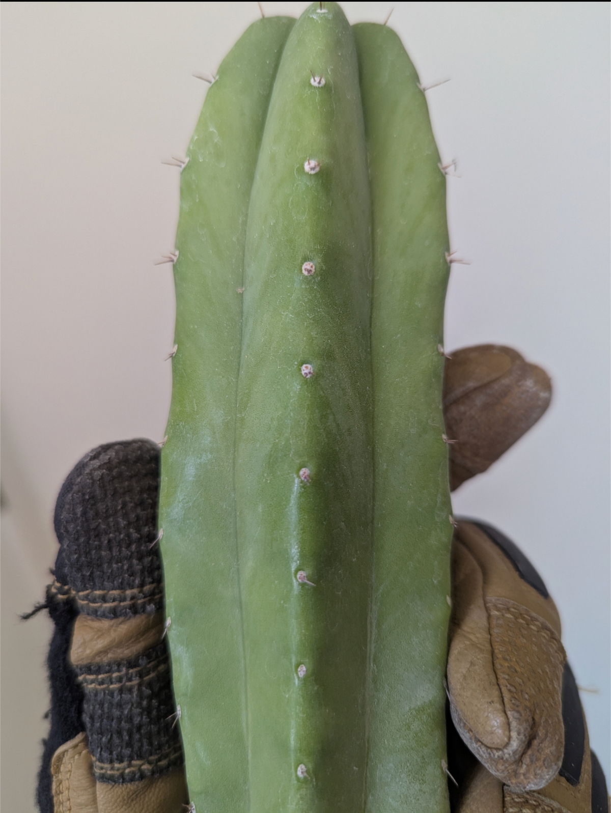 Pachanoi daboarts giant 9" cutting