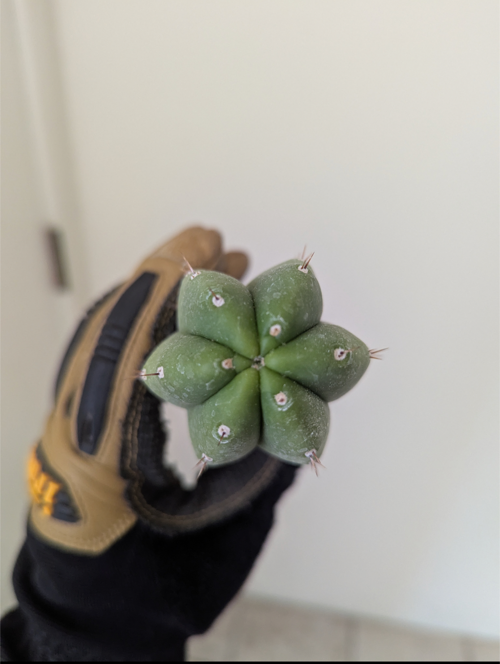 Pachanoi daboarts giant 9" cutting