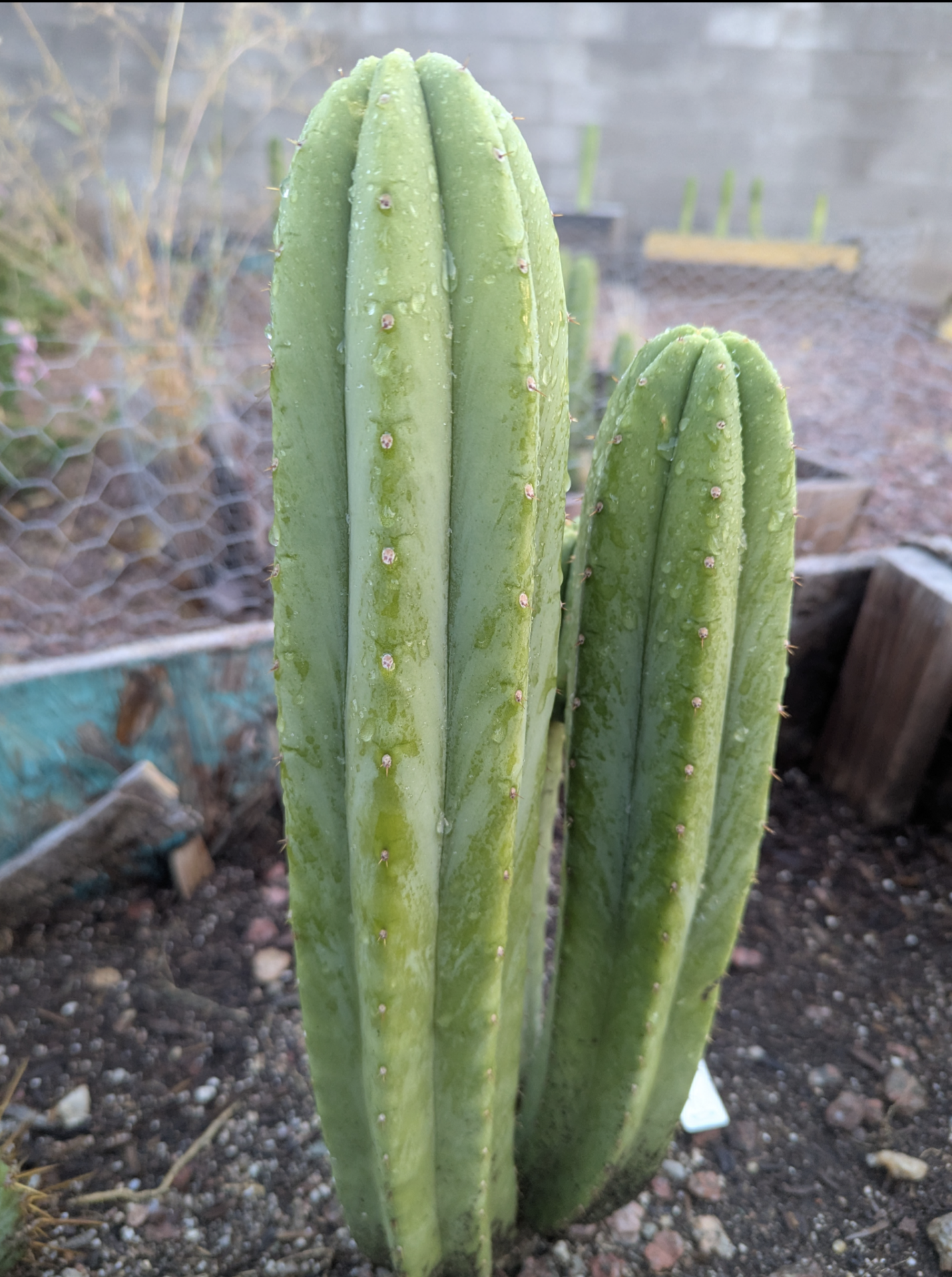Pachanoi jiimz juul San Pedro cactus 10" cutting