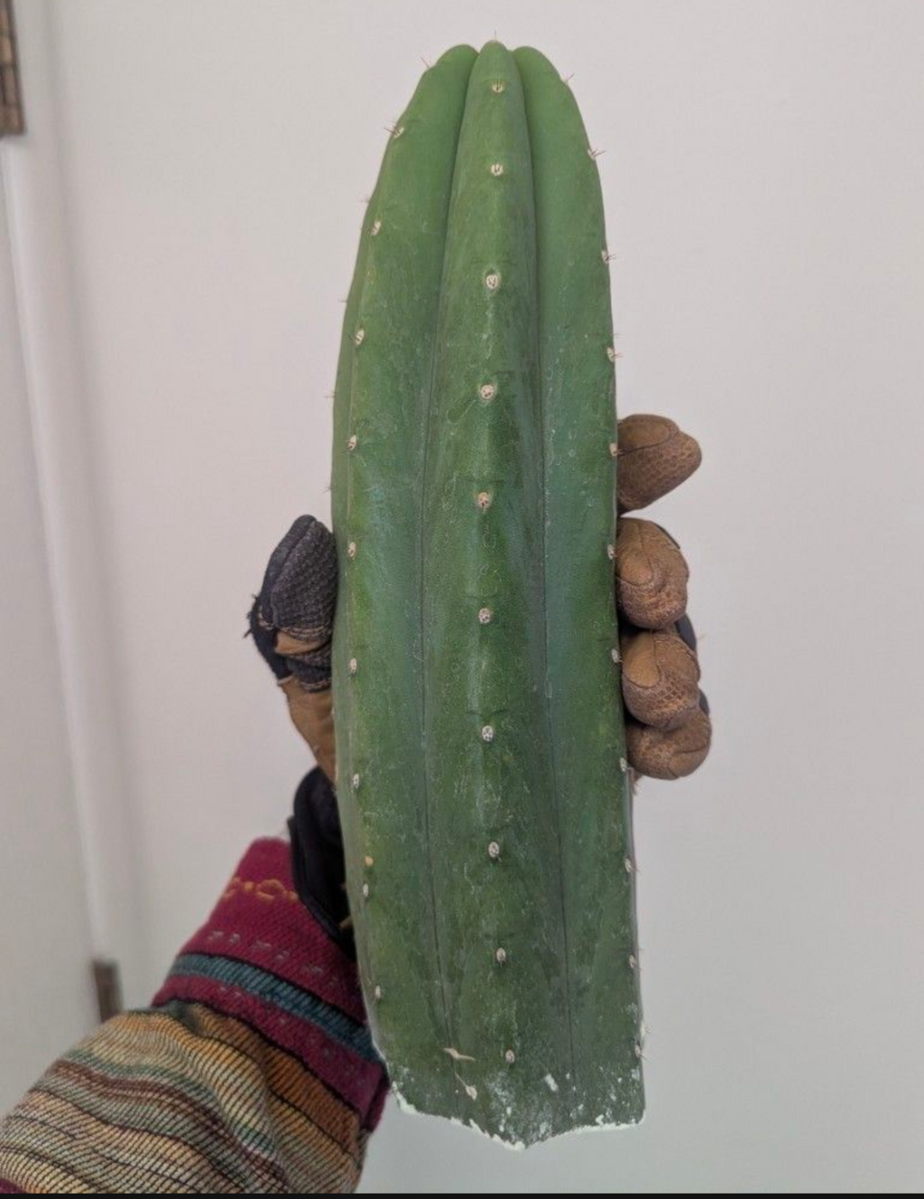 Pachanoi jiimz juul San Pedro cactus 10" cutting