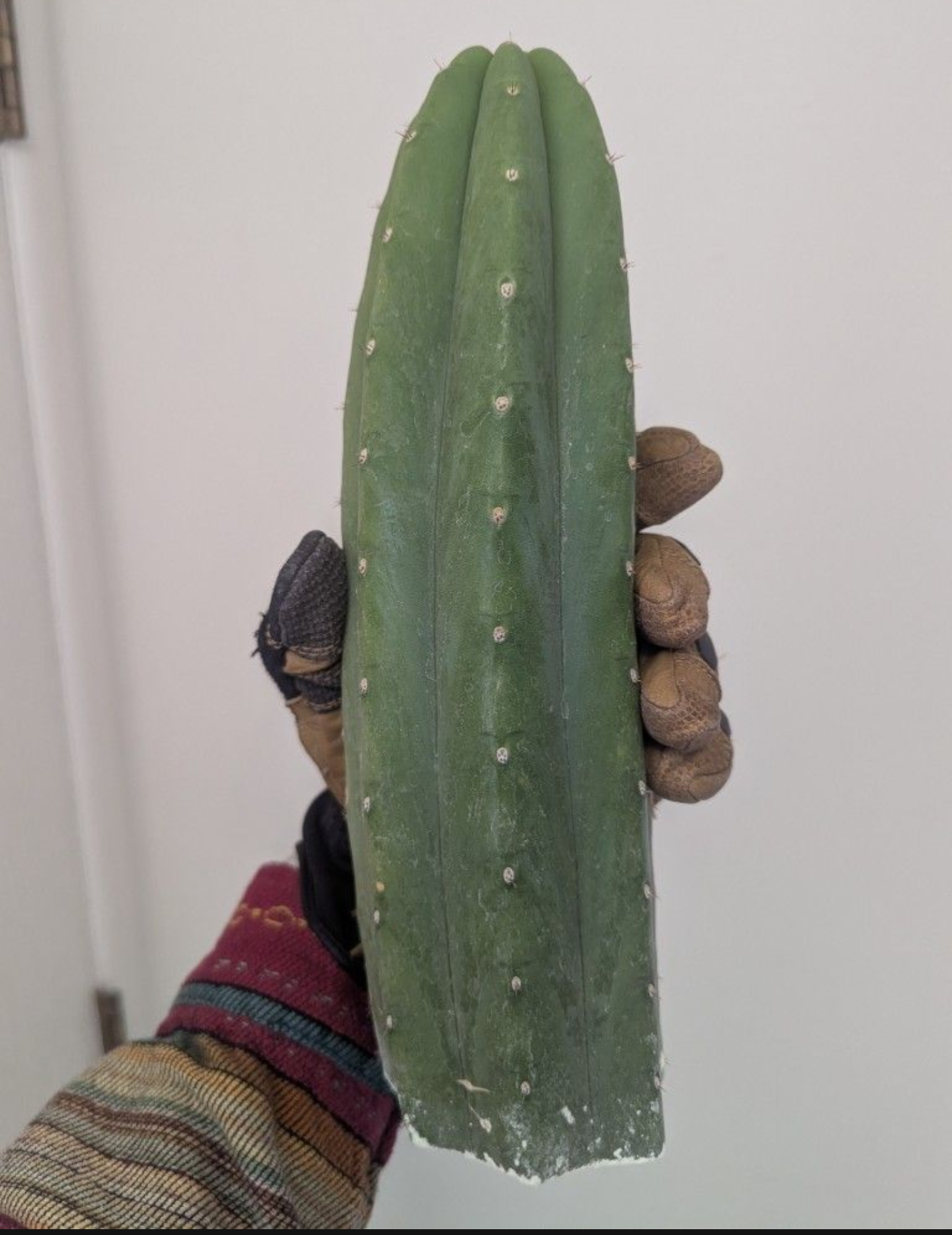 Pachanoi jiimz juul San Pedro cactus 10" cutting