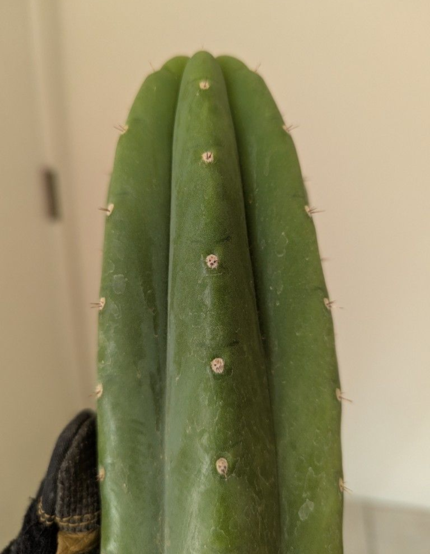 Pachanoi jiimz juul San Pedro cactus 10" cutting