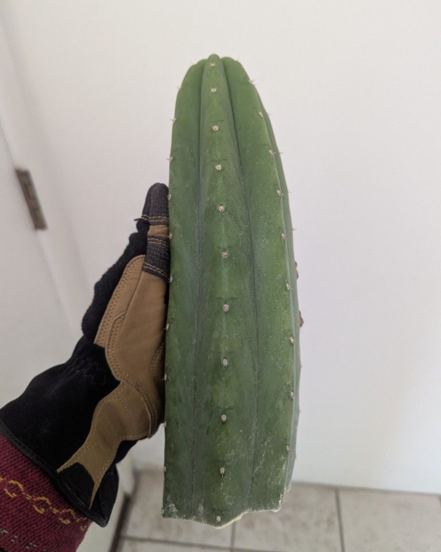 Pachanoi jiimz juul San Pedro cactus 10" cutting
