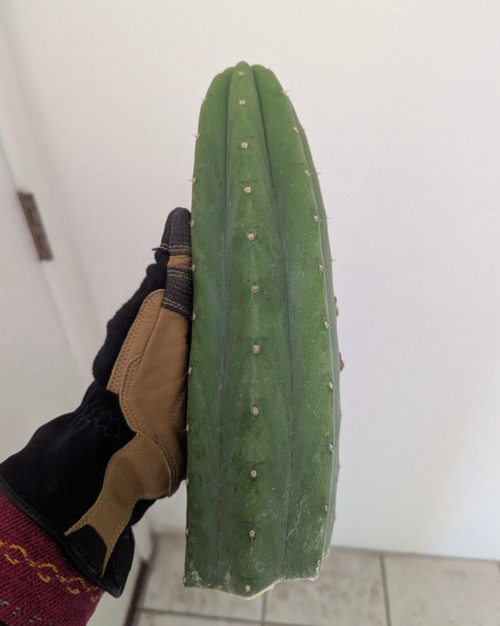 Pachanoi jiimz juul San Pedro cactus 10" cutting