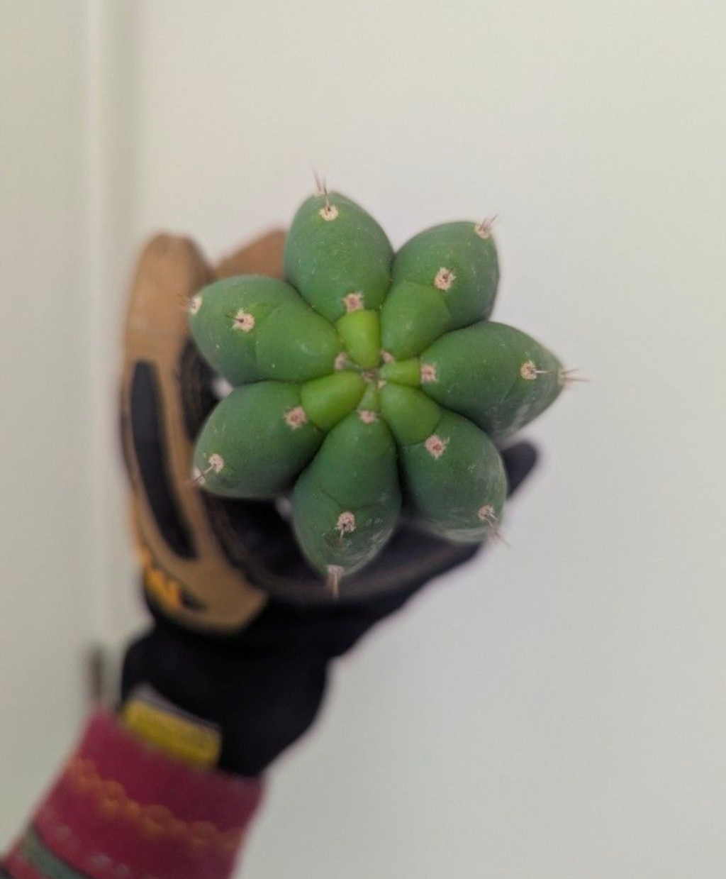 Pachanoi jiimz juul San Pedro cactus 10" cutting