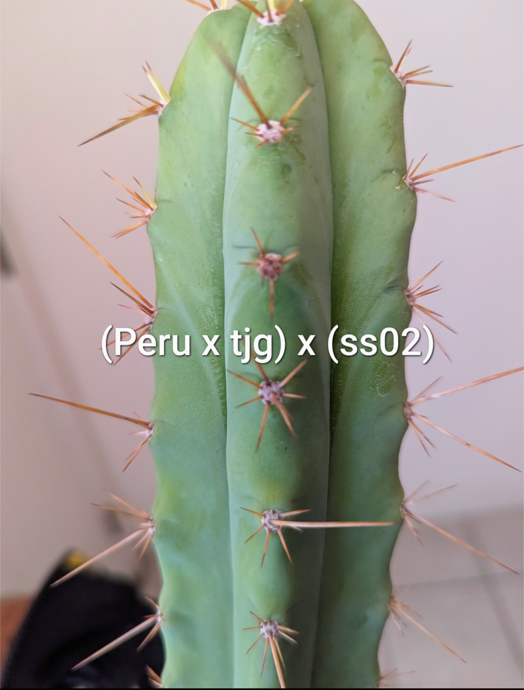 Peru x tom juuls giant x ss02 Rooted hybrid ships bare roots