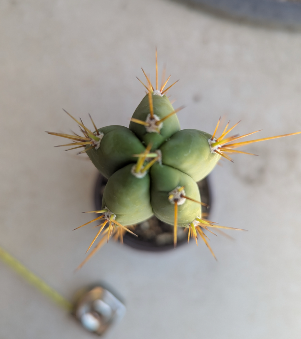 Peru x tom juuls giant x ss02 Rooted hybrid ships bare roots