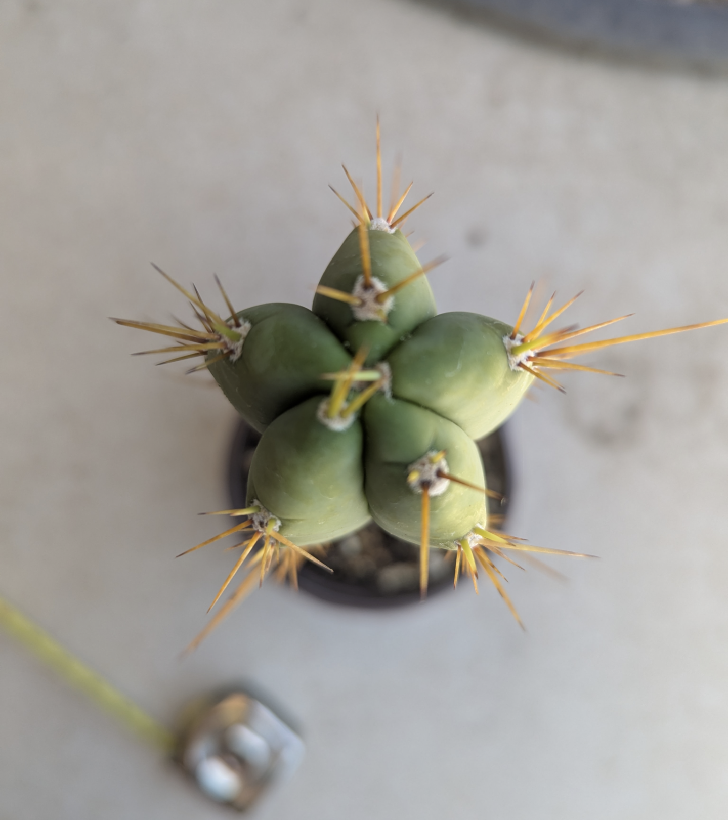 Peru x tom juuls giant x ss02 Rooted hybrid ships bare roots