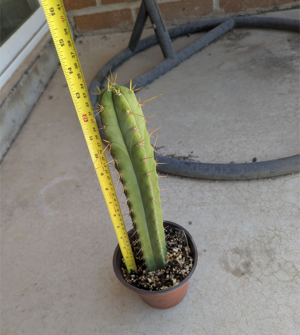 Peru x tom juuls giant x ss02 Rooted hybrid ships bare roots