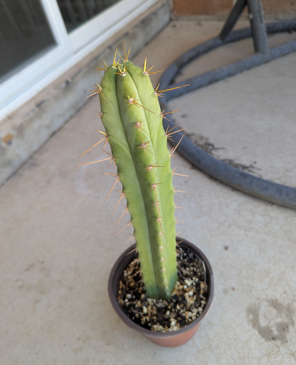 Peru x tom juuls giant x ss02 Rooted hybrid ships bare roots