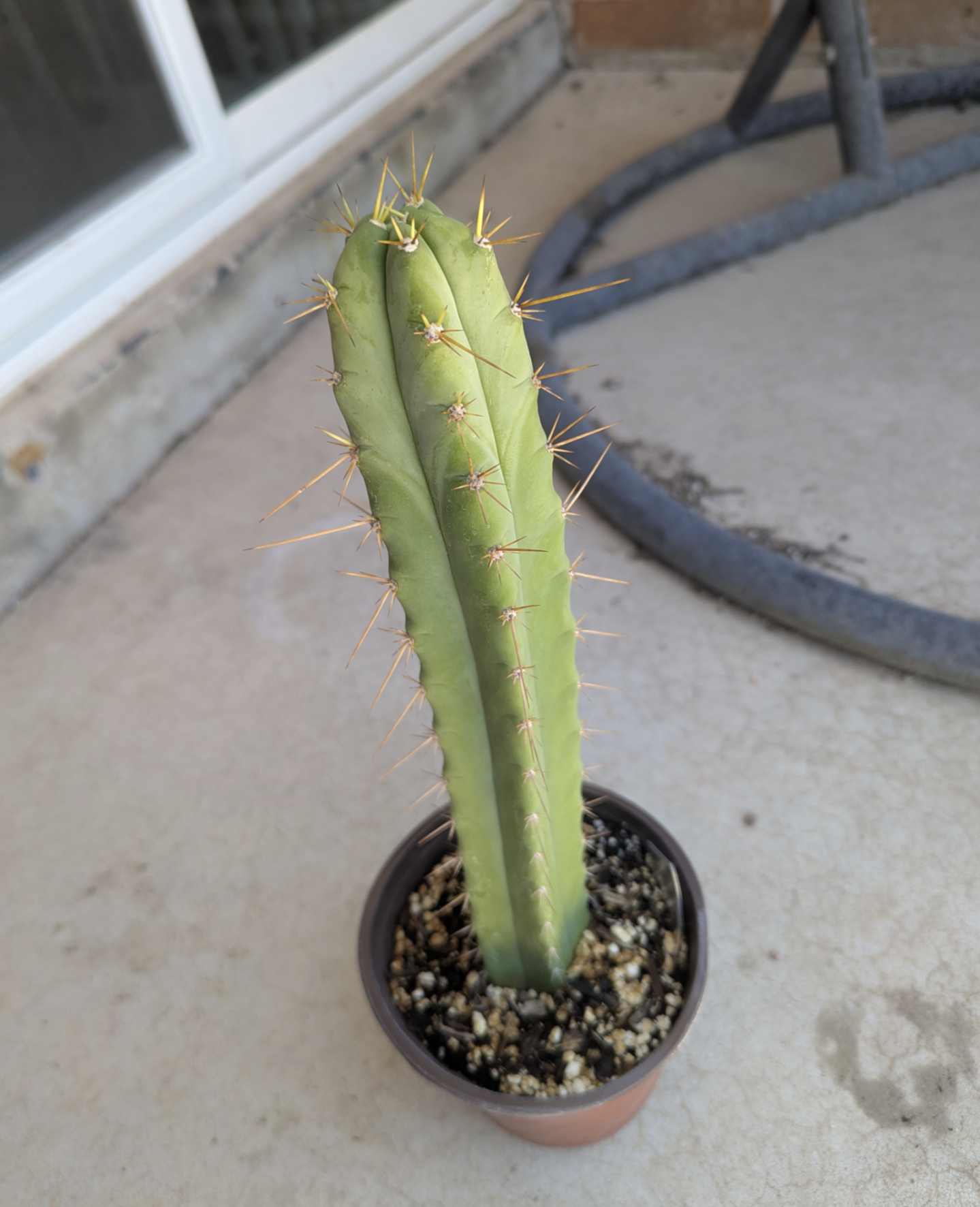 Peru x tom juuls giant x ss02 Rooted hybrid ships bare roots