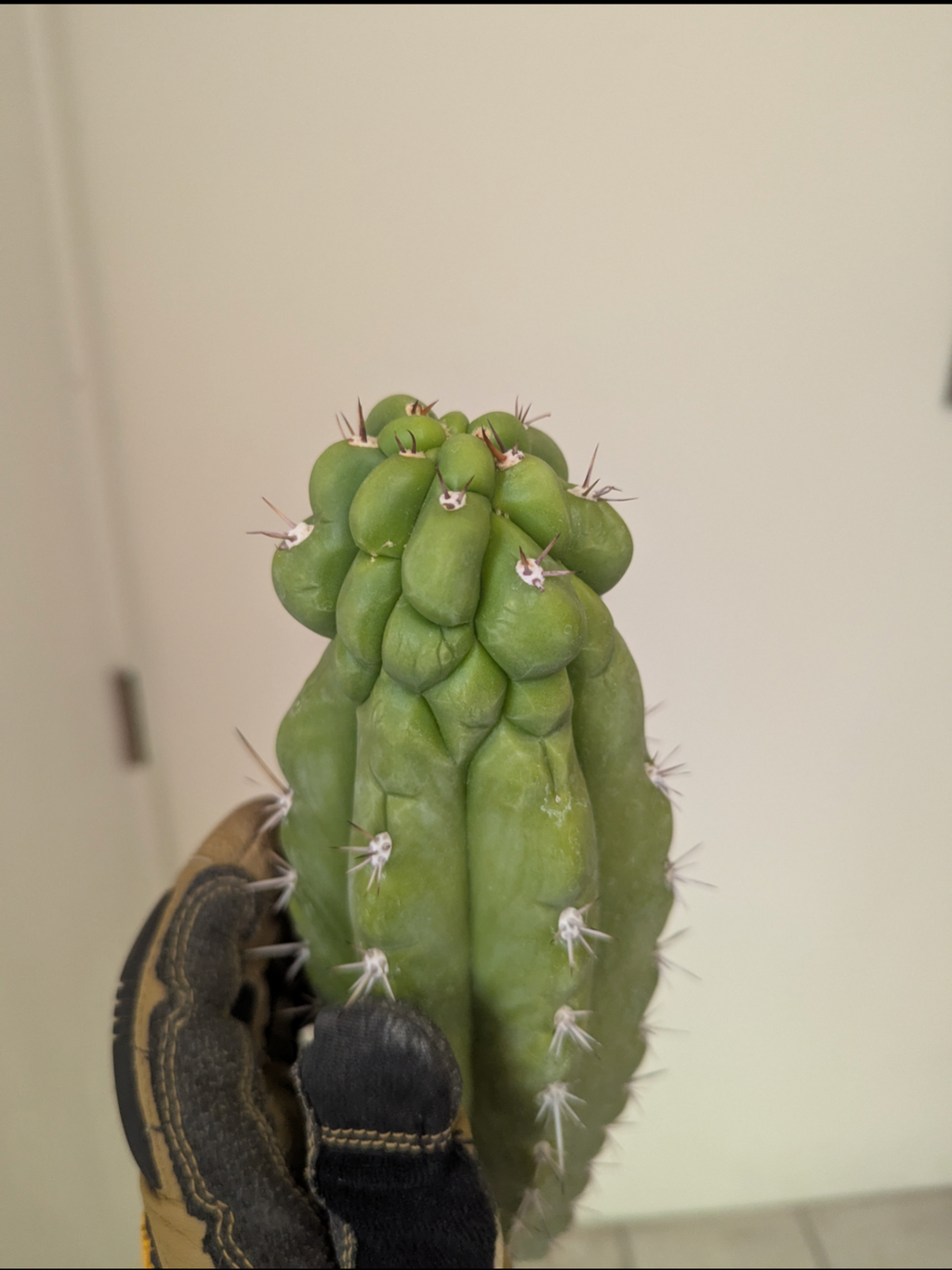 Trichocereous Chalaensis X Nitrogen Mama TPC Cactus Cuttings