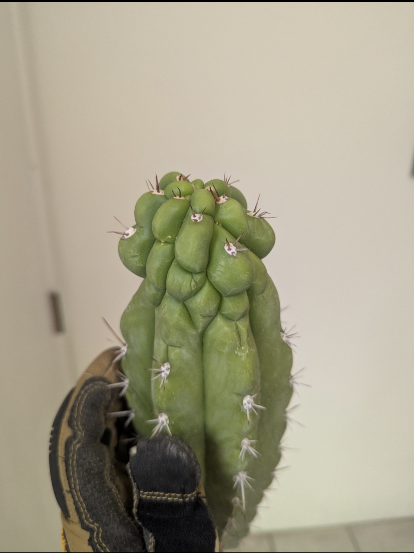 Trichocereous Chalaensis X Nitrogen Mama TPC Cactus Cuttings