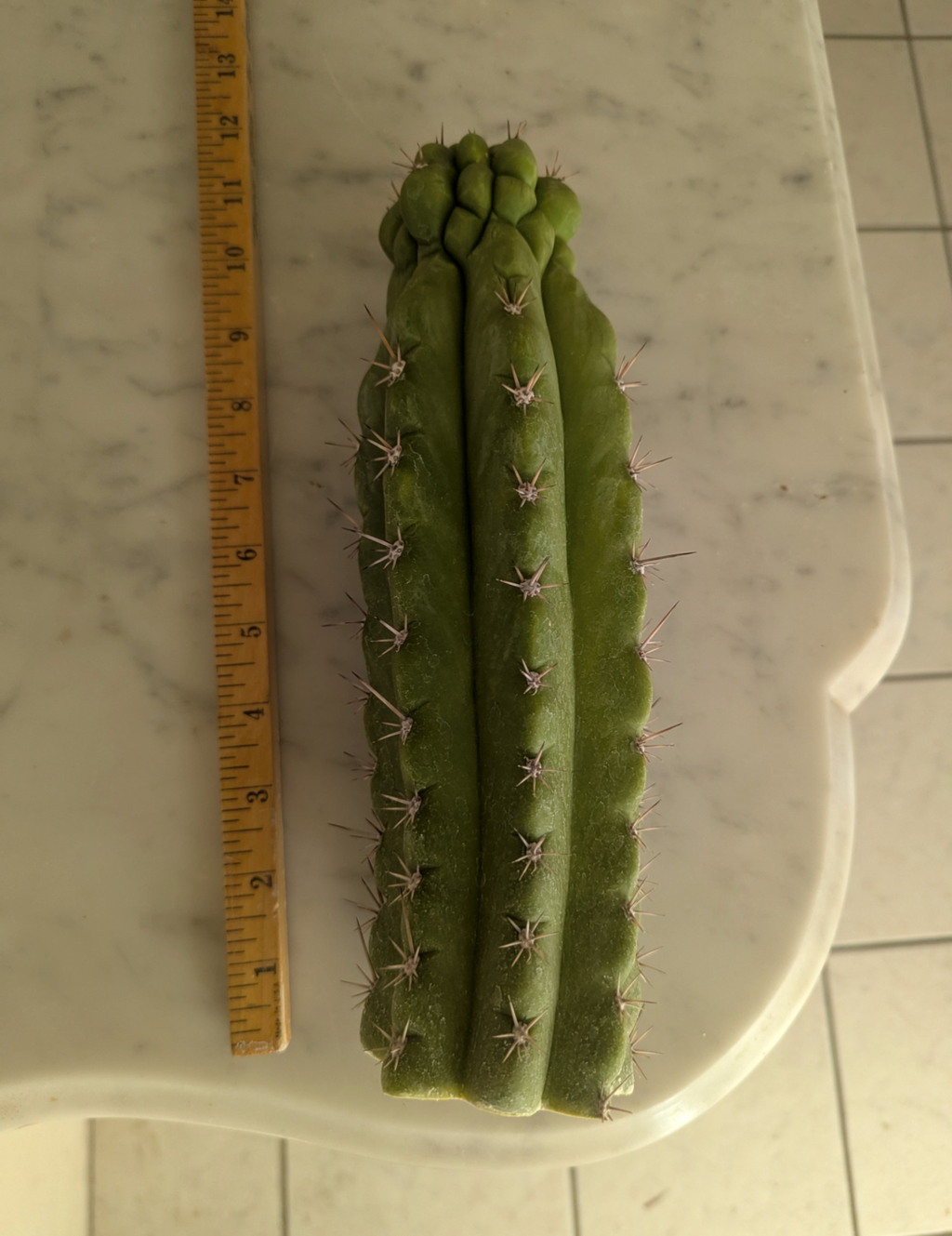 Trichocereous Chalaensis X Nitrogen Mama TPC Cactus Cuttings