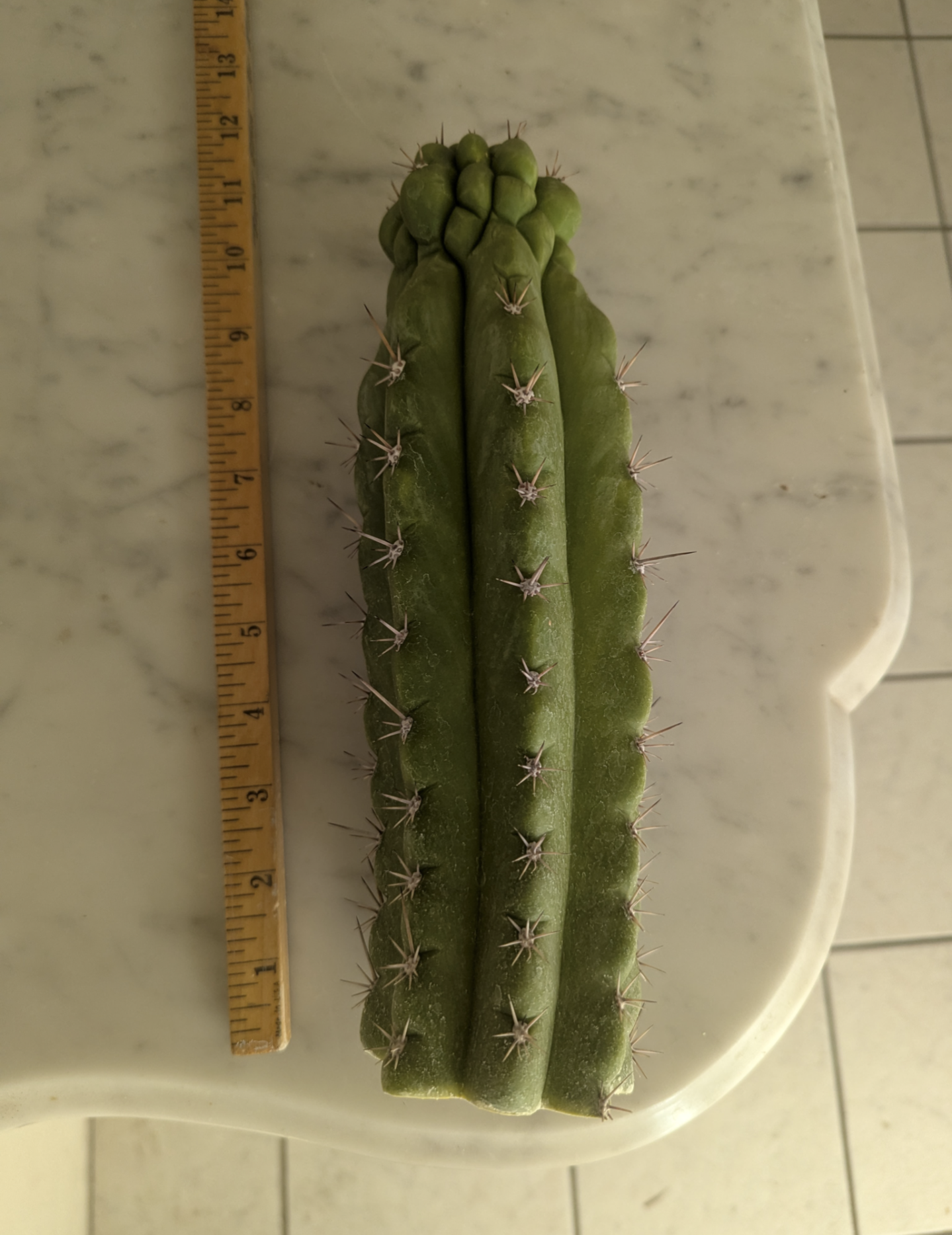 Trichocereous Chalaensis X Nitrogen Mama TPC Cactus Cuttings