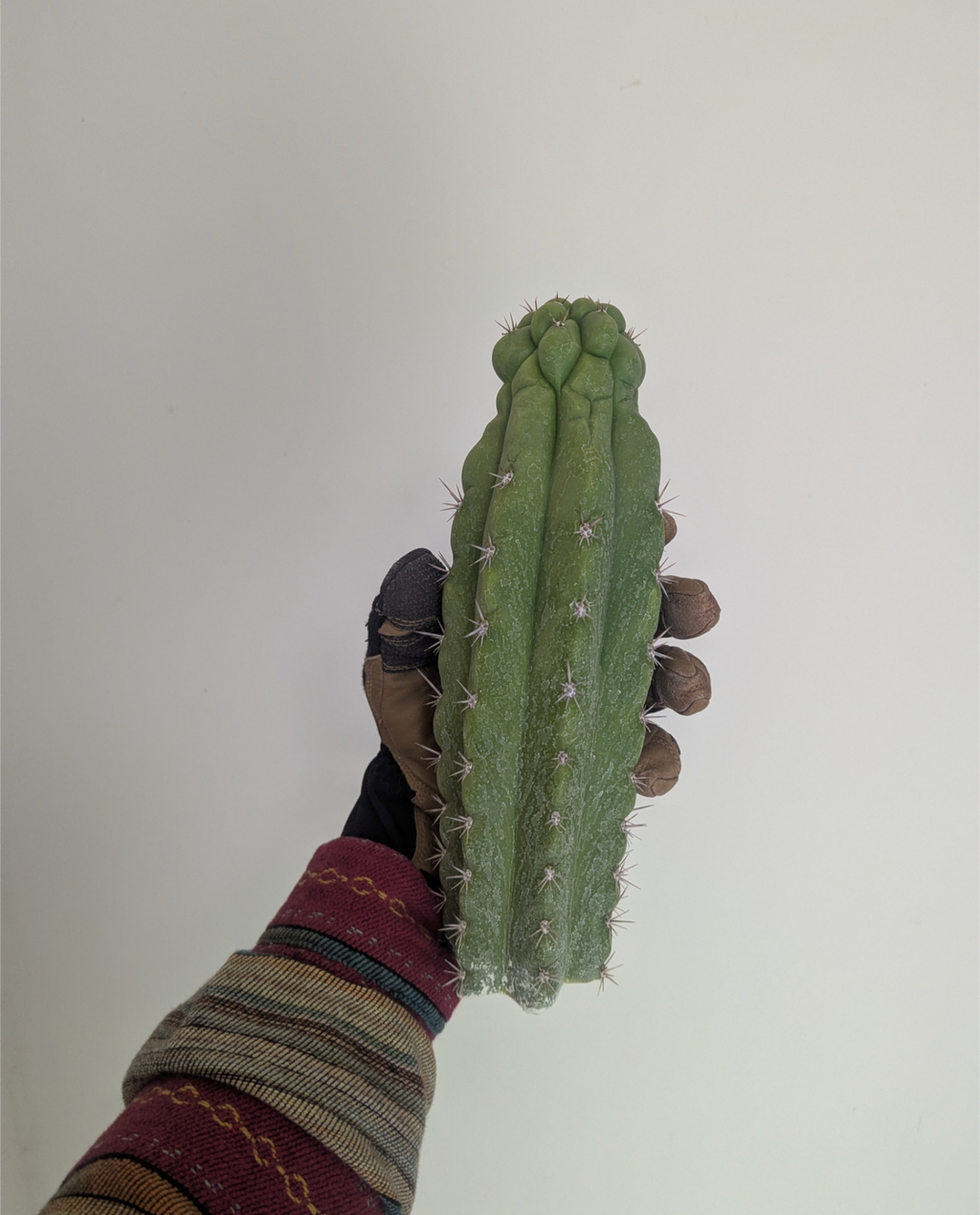 Trichocereous Chalaensis X Nitrogen Mama TPC Cactus Cuttings