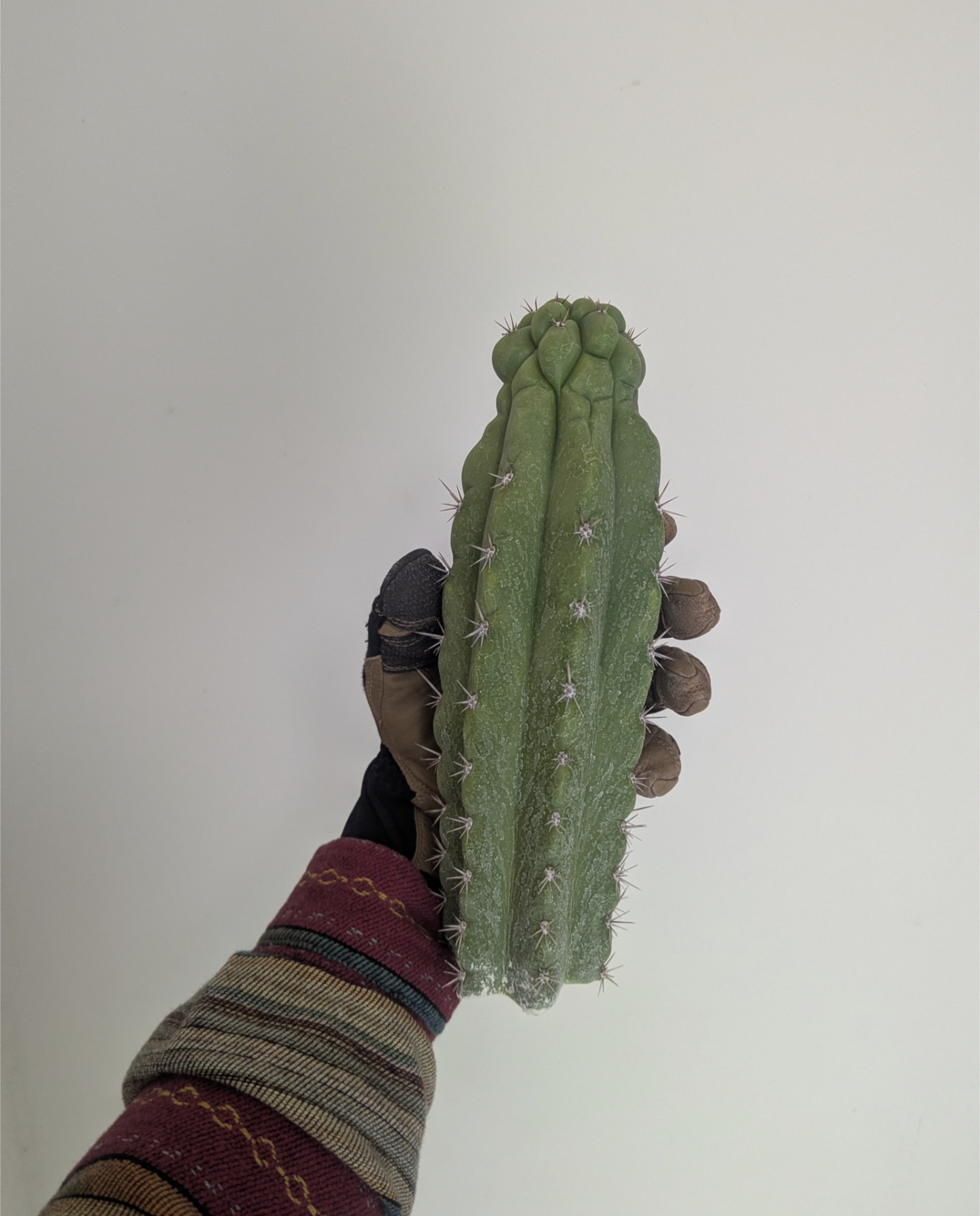 Trichocereous Chalaensis X Nitrogen Mama TPC Cactus Cuttings