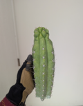 Trichocereous Chalaensis X Nitrogen Mama TPC Cactus Cuttings