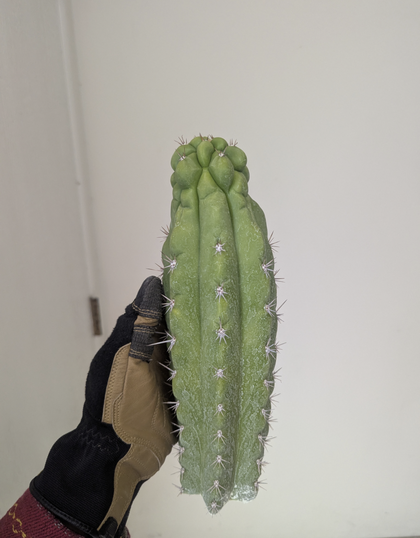 Trichocereous Chalaensis X Nitrogen Mama TPC Cactus Cuttings