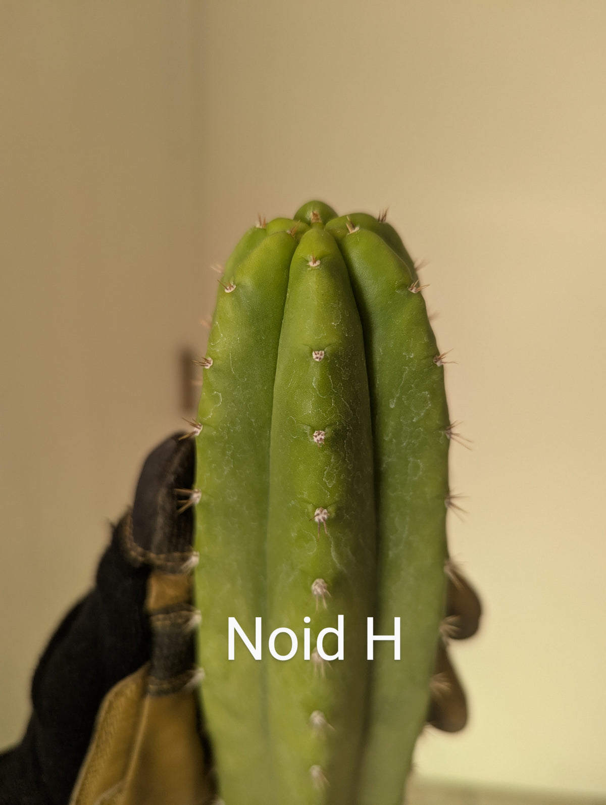 Pachanoi noid H