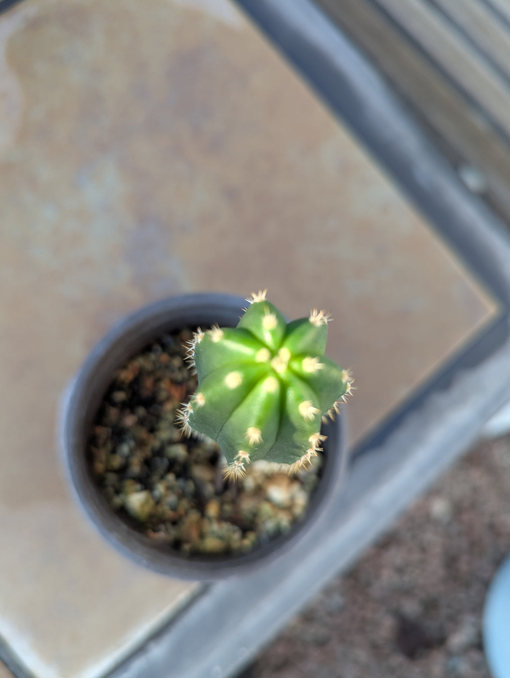 seedling Zeus x ribshifter