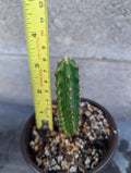 Seedling pachanoi mix