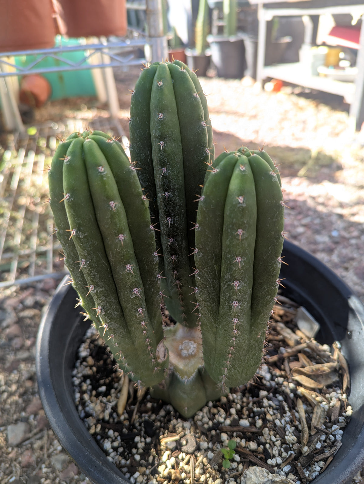 Tpm revert rooted w 3 pups