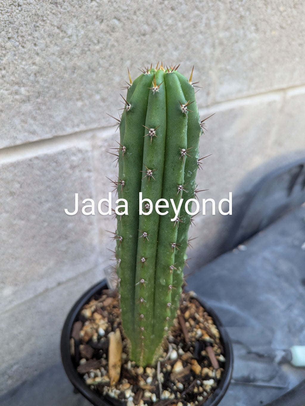Jada Beyond op 10" rooted ships bare root