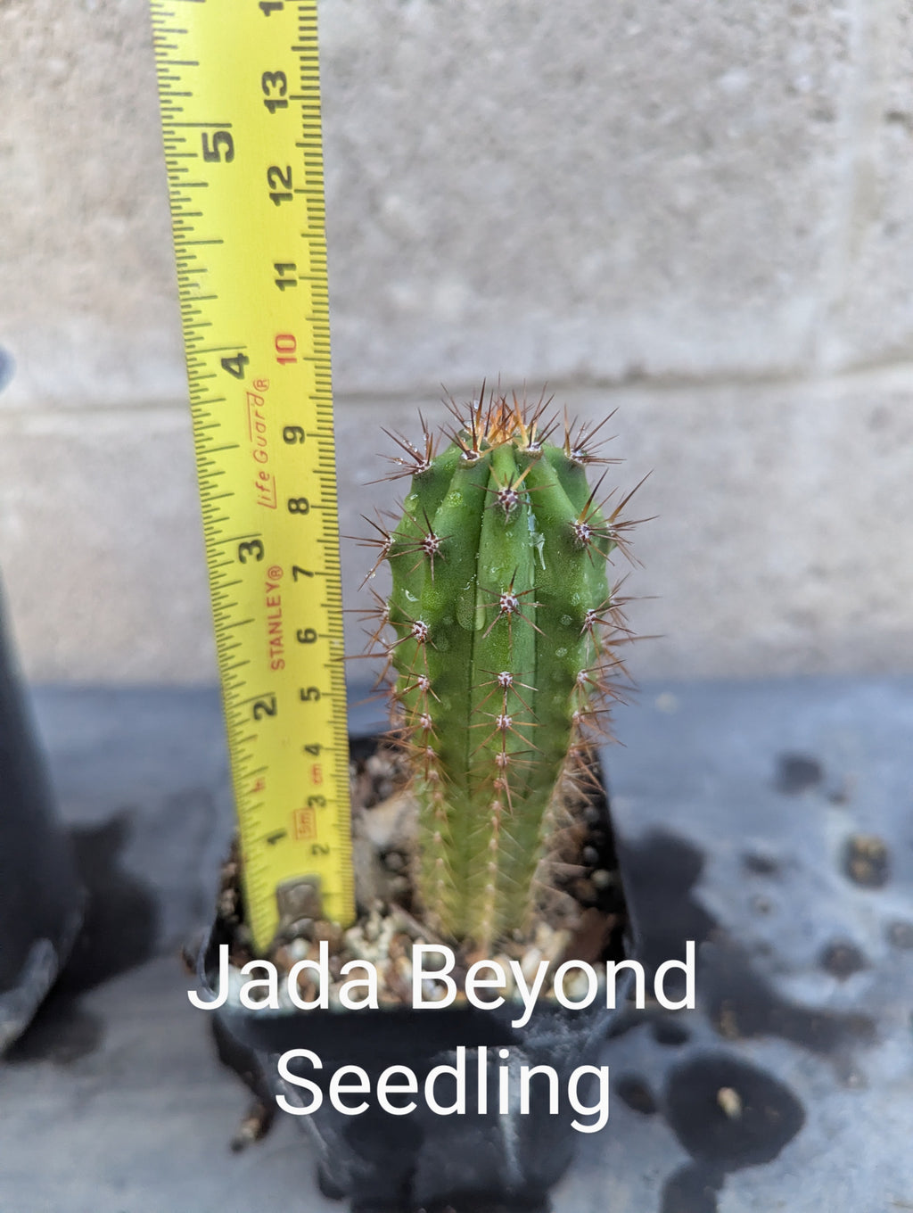 Jada beyond op seedling