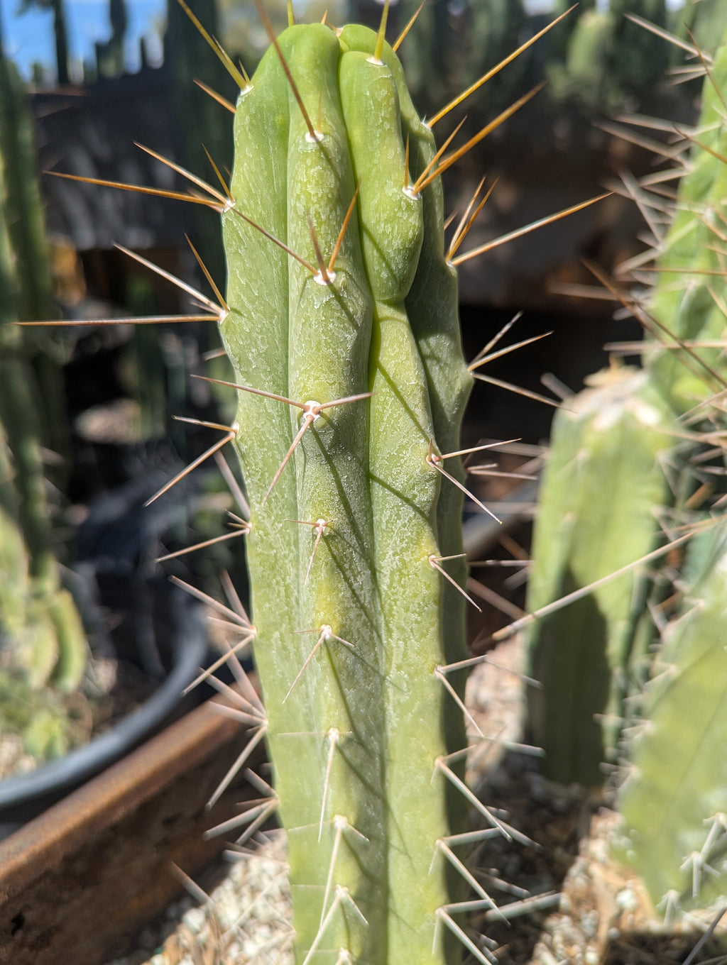Bridgesii Eileen 9" cutting