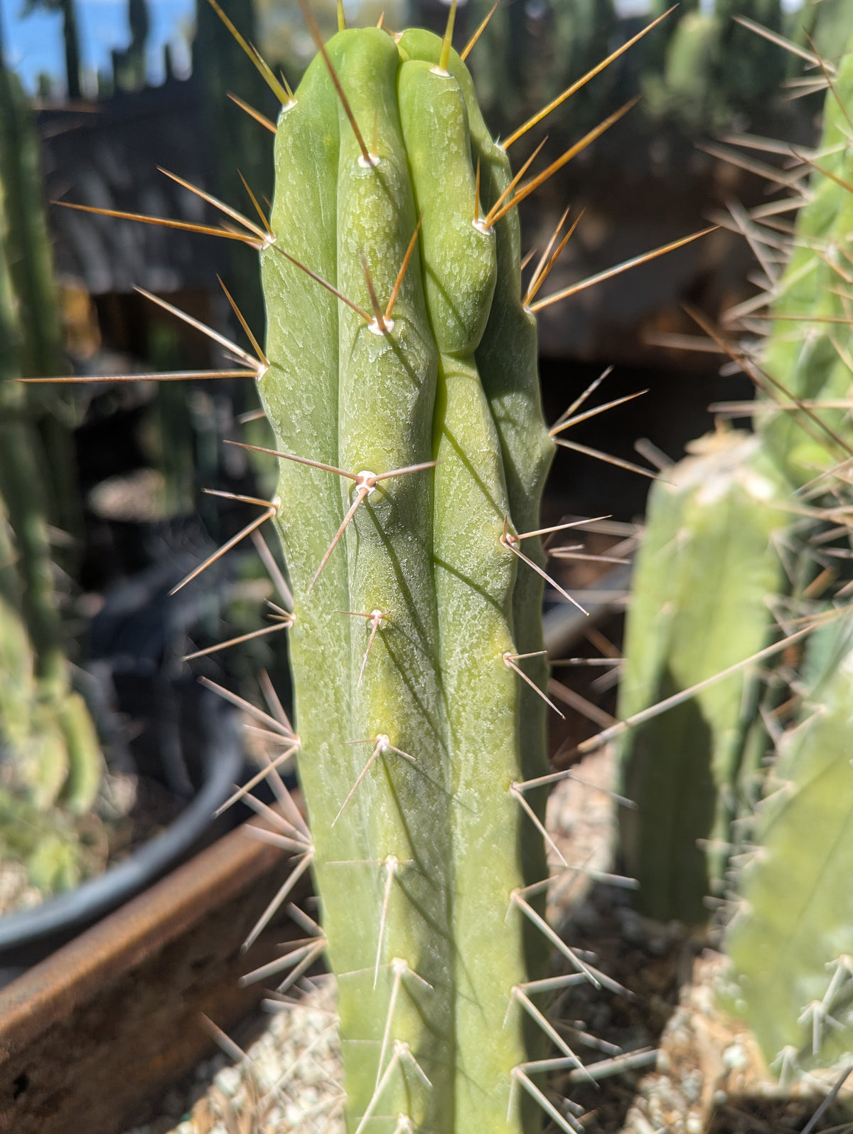 Bridgesii Eileen 9" cutting