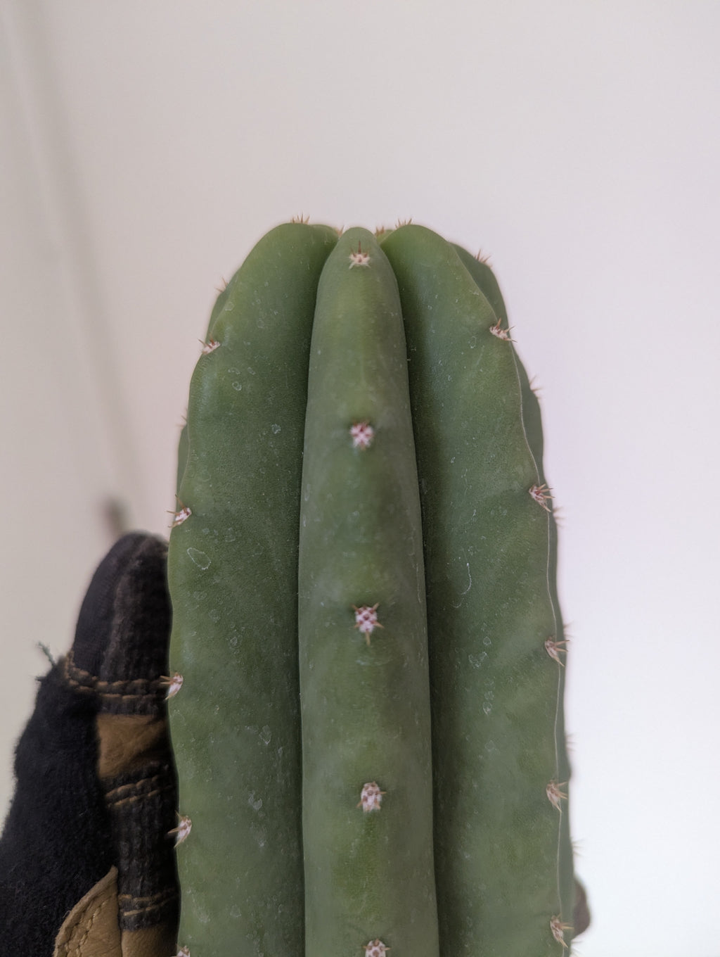 Decosta x slimer pach/scop hybrid