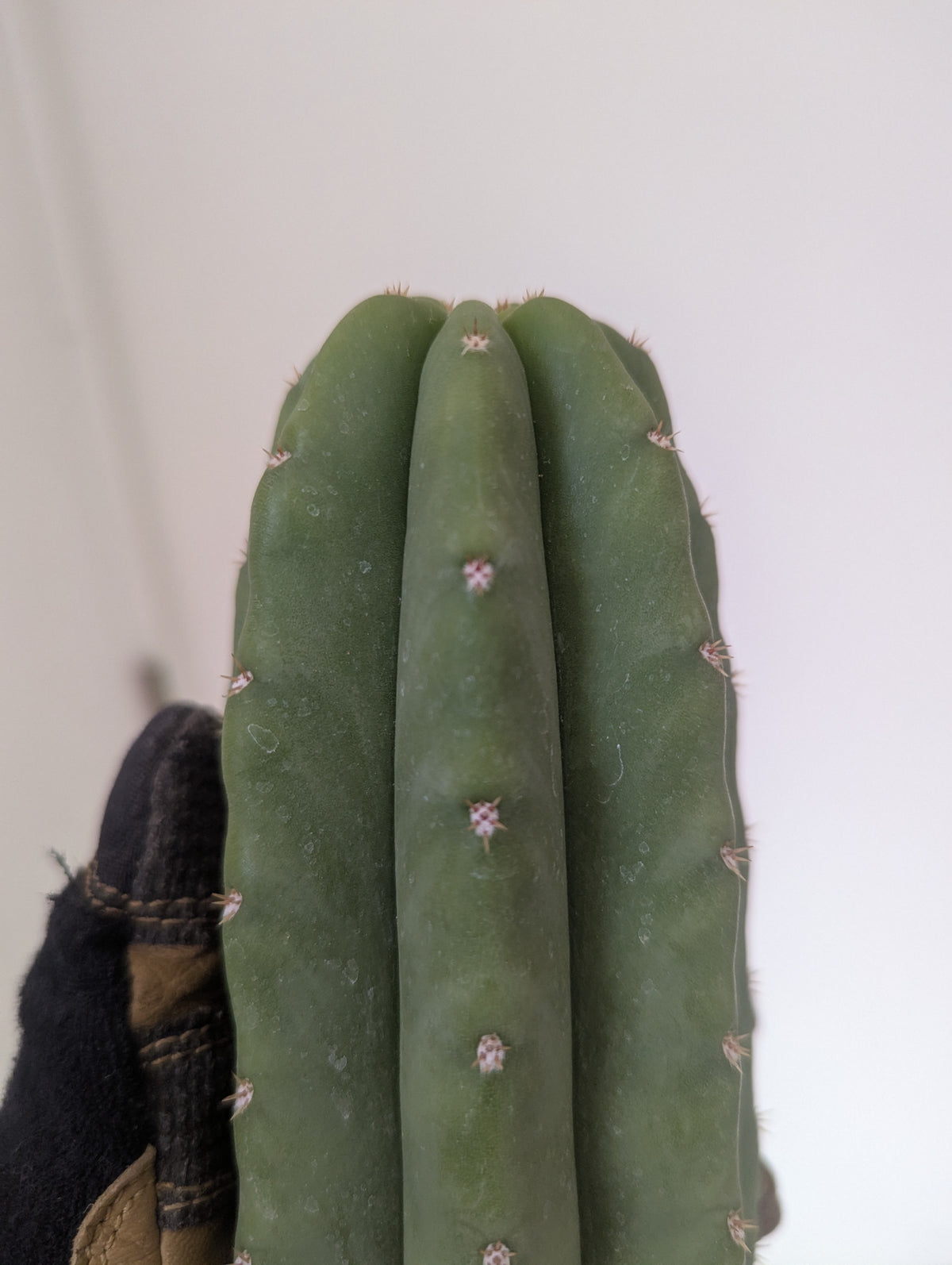 Decosta x slimer pach/scop hybrid
