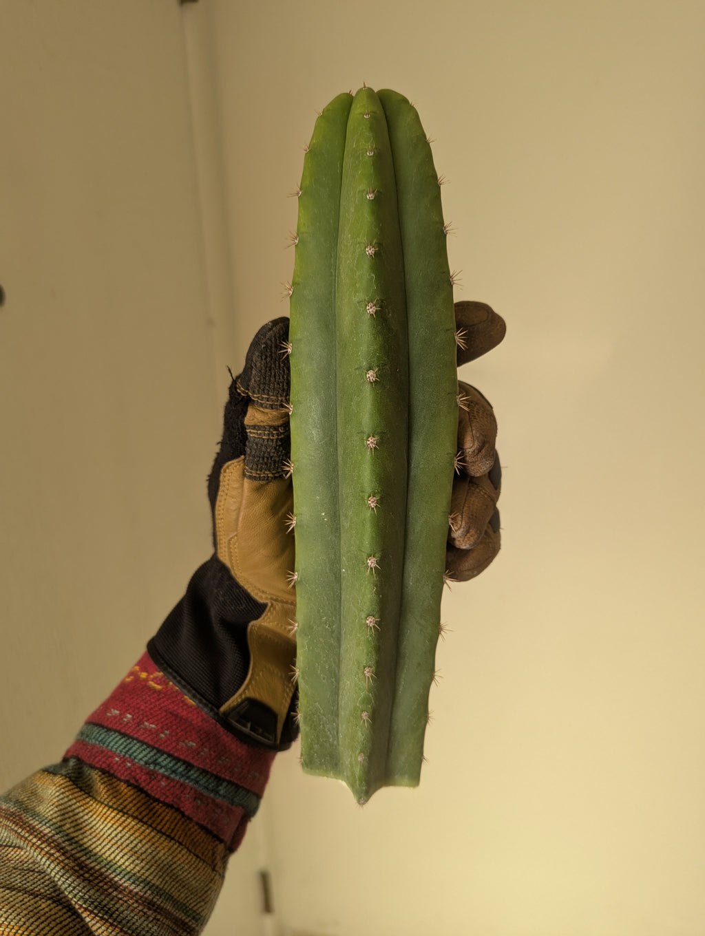 Pachanoi noid H