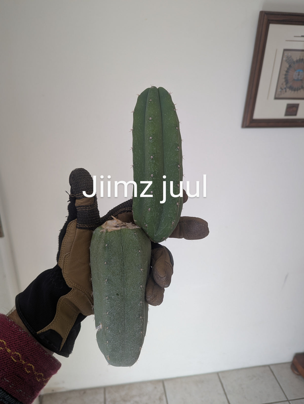 Pachanoi jiimz juul 10" mid w/ pup cutting special clearance price
