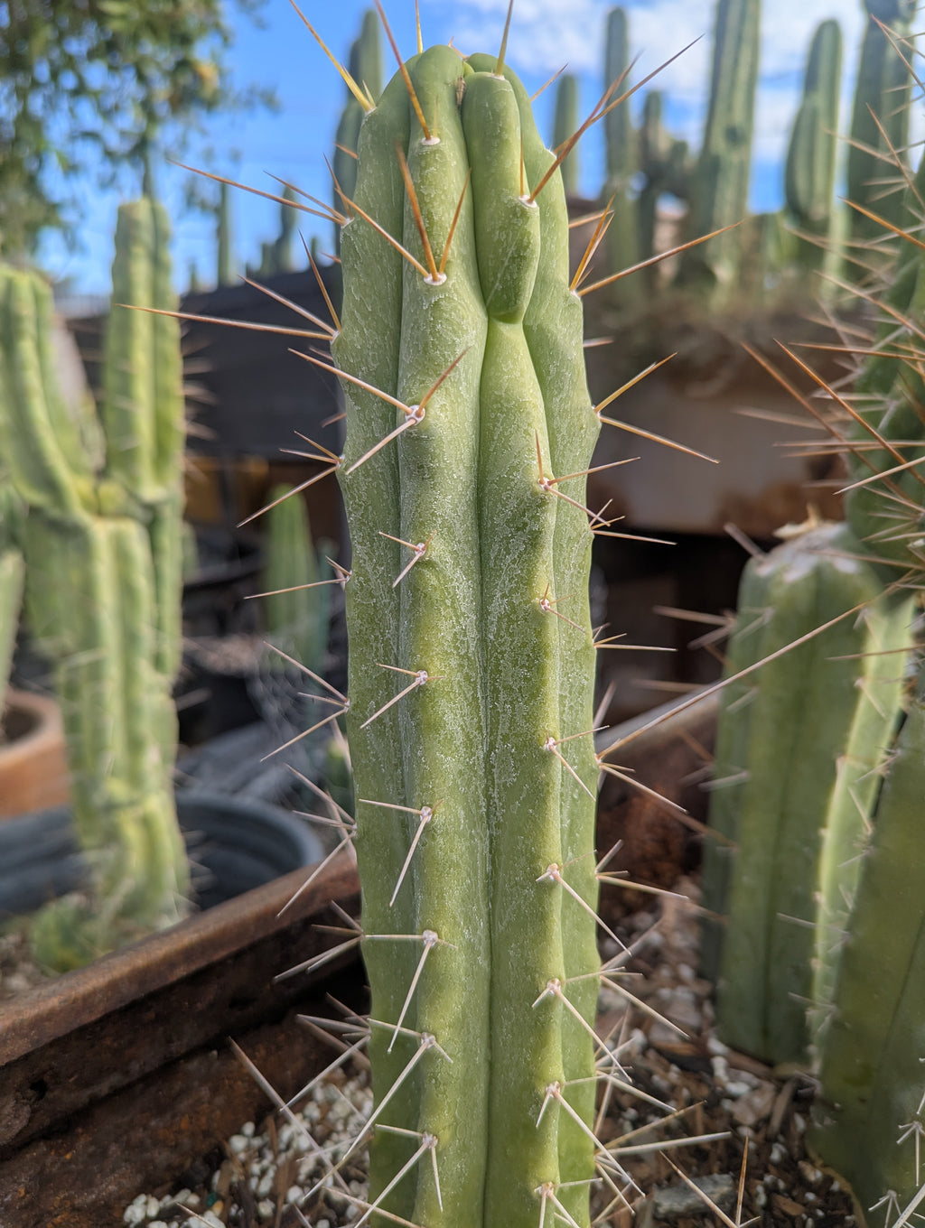 Bridgesii Eileen 9" cutting