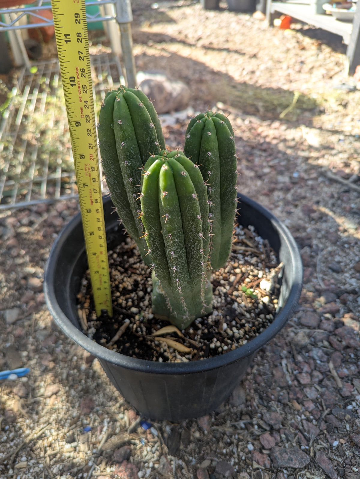 Tpm revert rooted w 3 pups