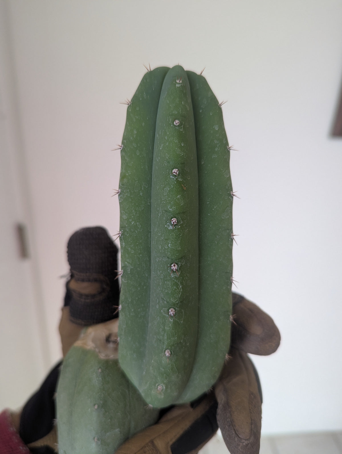 Pachanoi jiimz juul 10" mid w/ pup cutting special clearance price