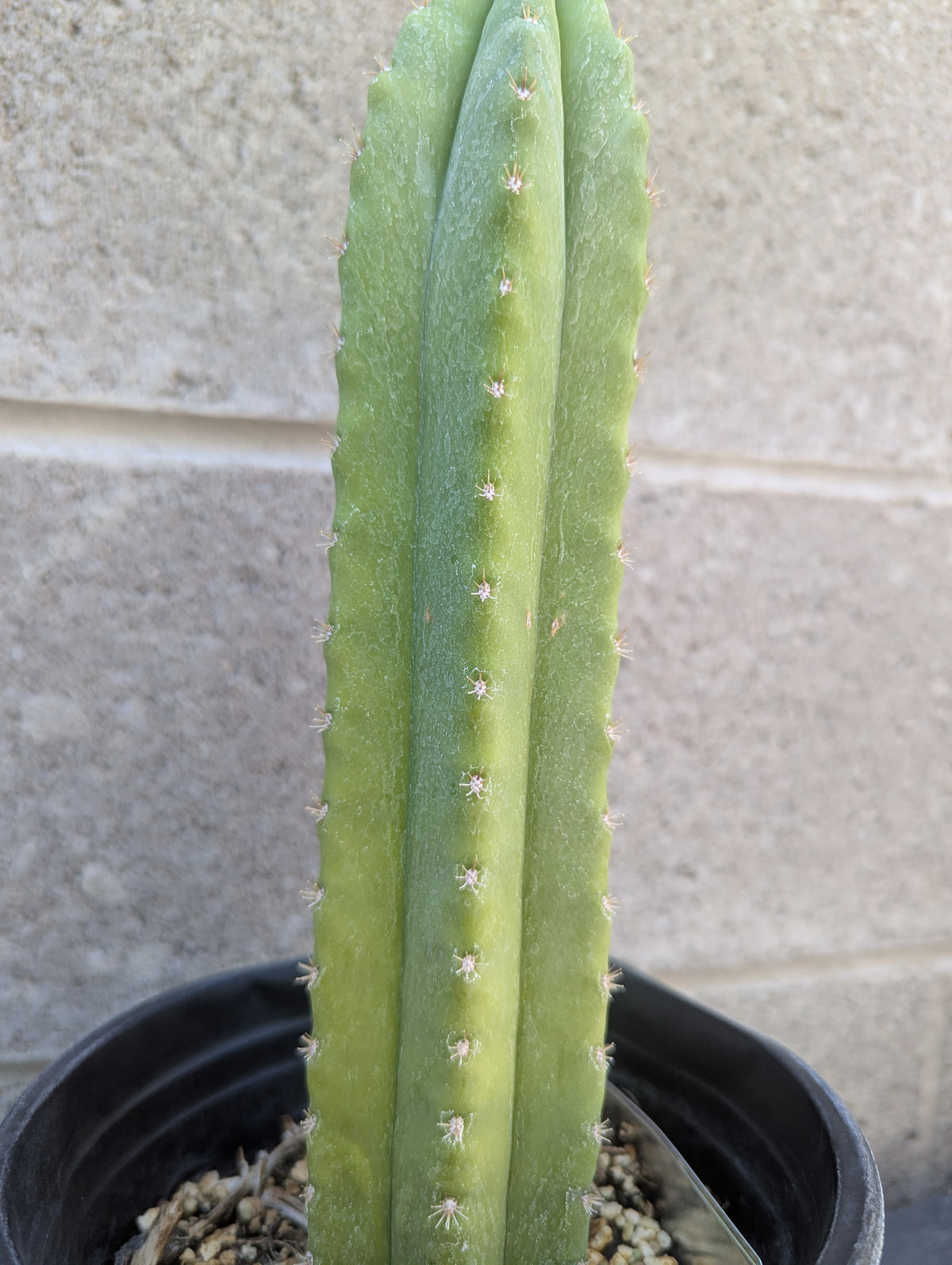 Ss01 x ss02 x scopulicola 9" cutting