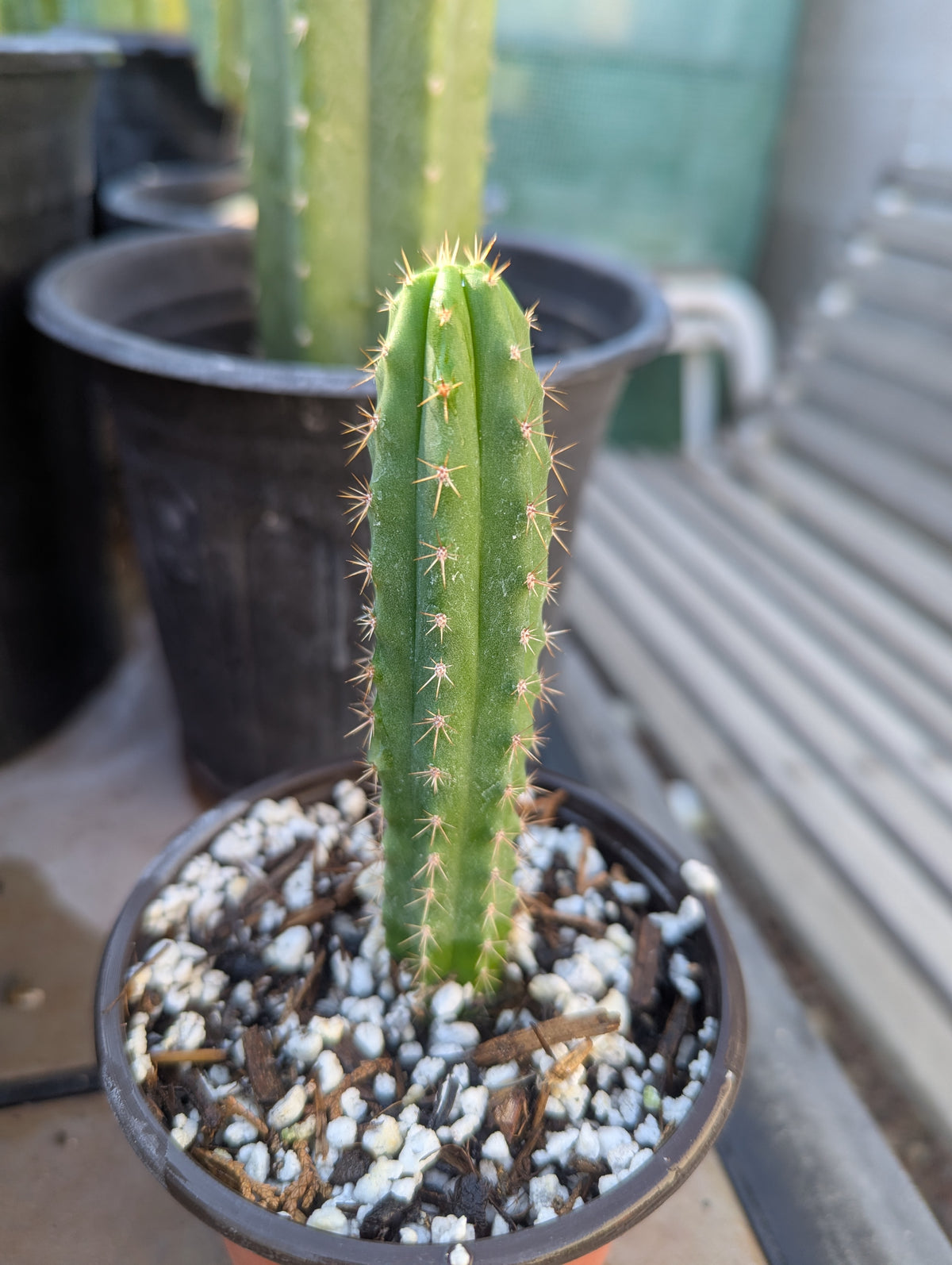 Pachanoi Nuestra Bonita op seedling